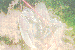 an Inhabitant of
 the Aquarium!