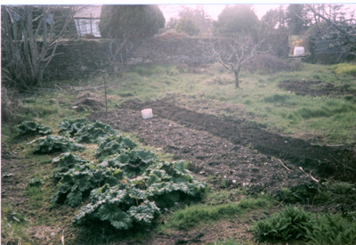 Planting the new potatoes